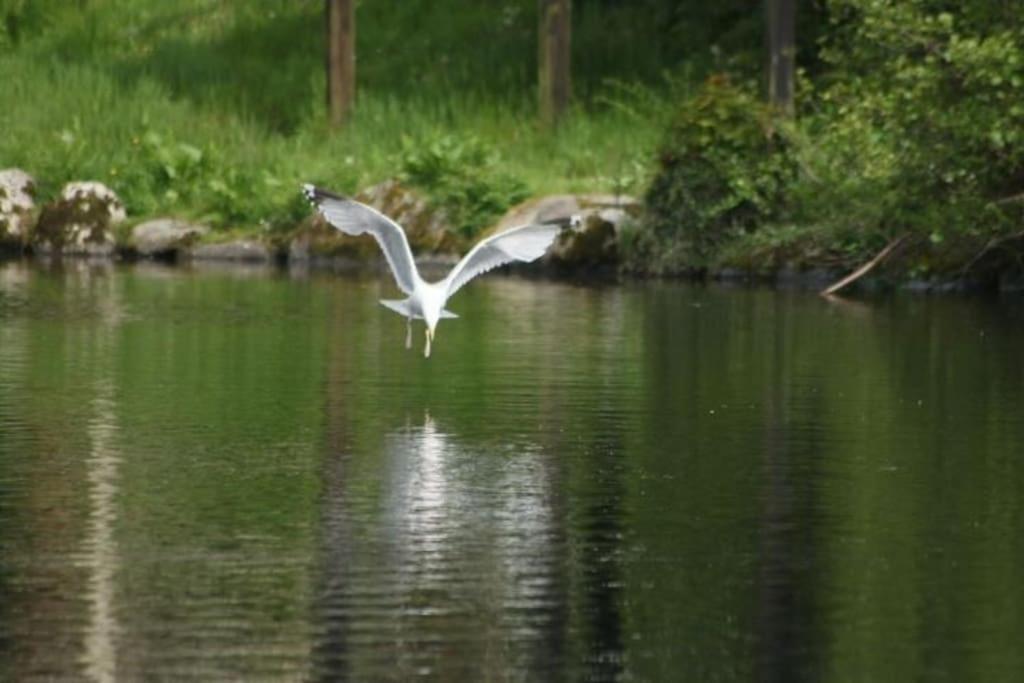 Caeathro Stunning 3 Bed Riverside Cabin In Snowdonia מראה חיצוני תמונה